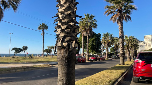 Arriendo Departamento 3D 2B 1E Libertad - Vi&ntilde;a Del Mar